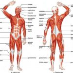 Skeletal muscle diagram