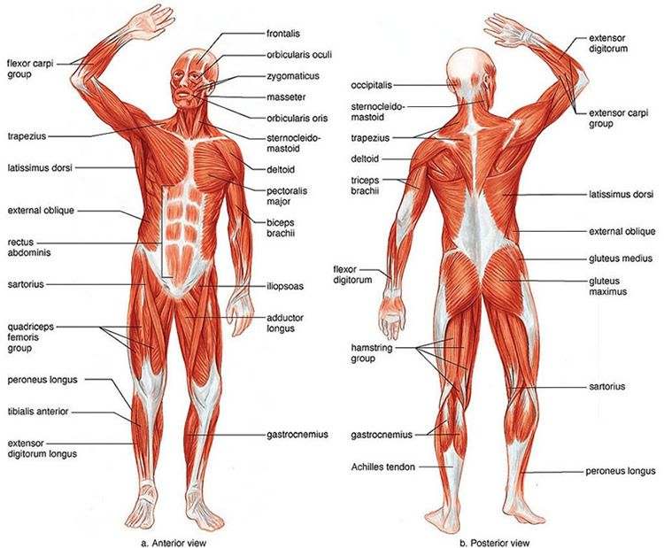 Skeletal muscle diagram