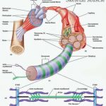 Skeletal muscle diagram