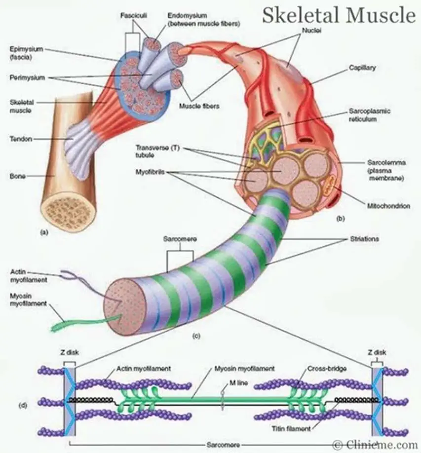 Skeletal muscle diagram