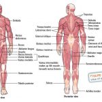 Skeletal muscle diagram