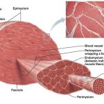 Skeletal muscle diagram