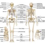 Skeletal system diagram