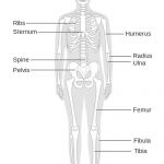 Skeletal system diagram
