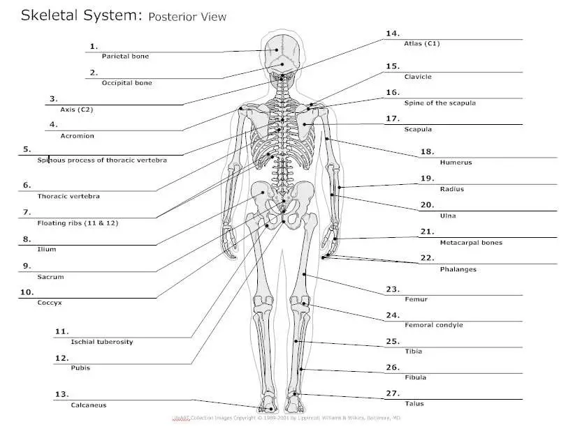 Skeletal system diagram