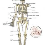 Skeletal system diagram