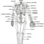 Skeletal system diagram