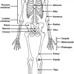 Skeletal system diagram