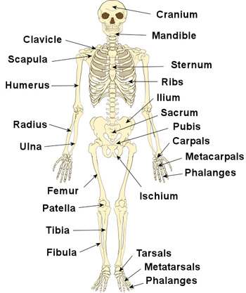 Skeletal system diagram