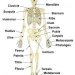 Skeletal system diagram