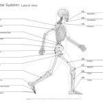 Skeletal system diagram