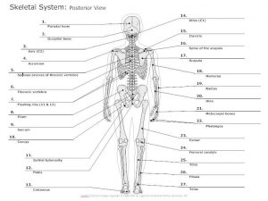 Skeleton diagram