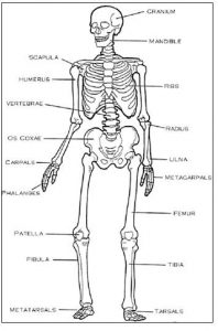 Skeleton diagram