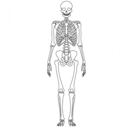 Skeleton diagram