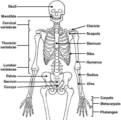 Skeleton diagram | Healthiack