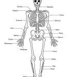 Skeleton diagram