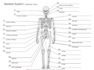 Skeleton diagram