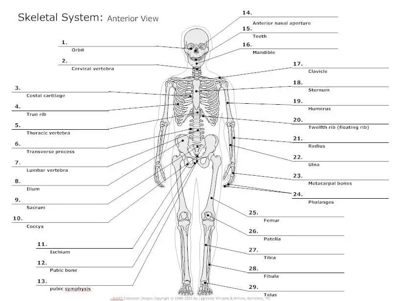 Skeleton diagram