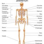 Skeleton diagram