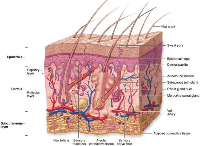 Skin diagram