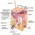 Skin diagram labeled