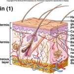 Skin diagram labeled | Healthiack