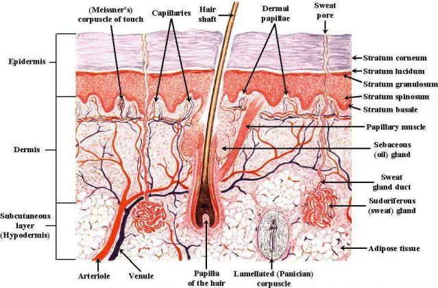 Skin diagram labeled