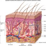 Skin diagram labeled
