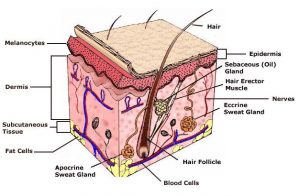 Skin diagram labeled