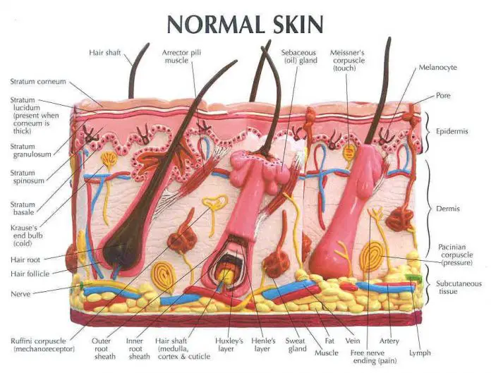 Skin Diagram Labeled   Skin Diagram Labeled 1111 696x529 