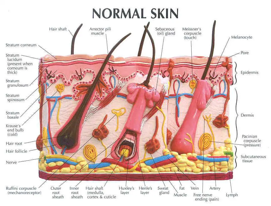 Skin Diagram Labeled