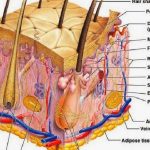 Skin diagram labeled