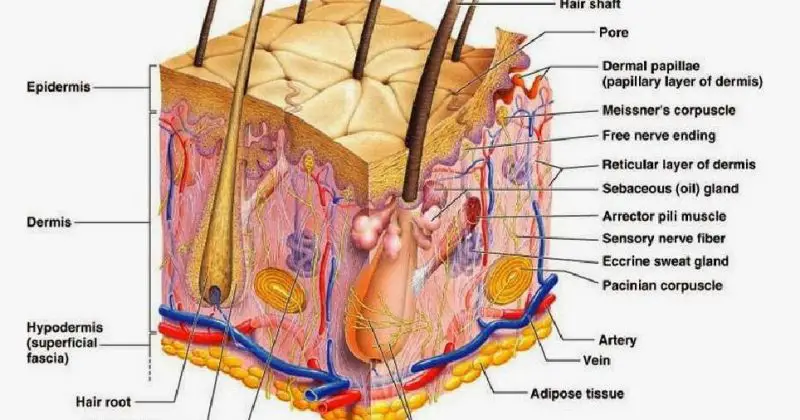 Skin diagram labeled