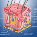 Skin diagram labeled