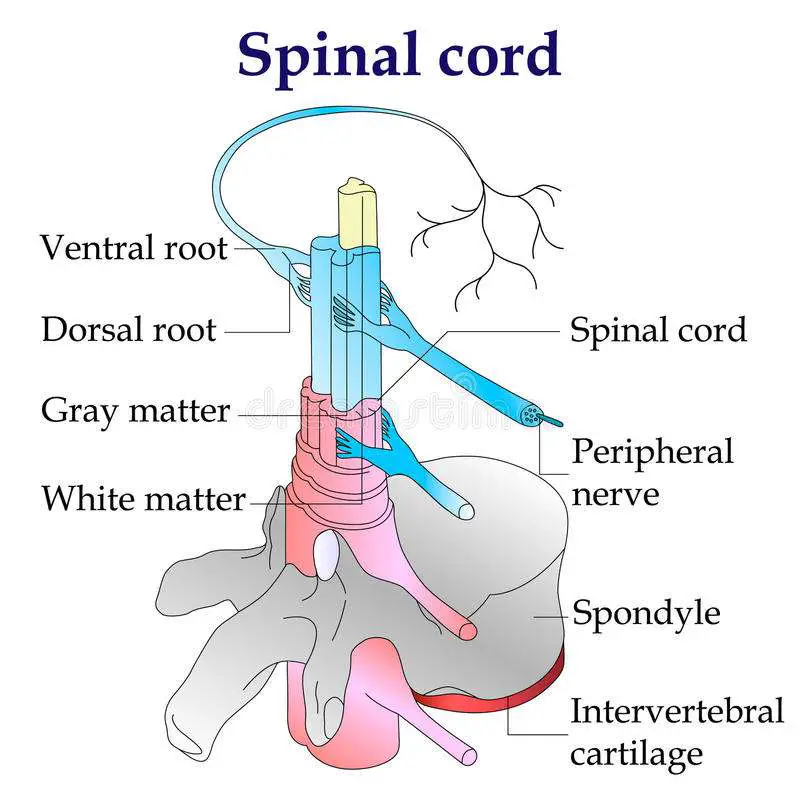 Spinal cord diagram