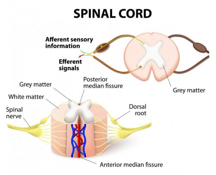 Spinal cord diagram