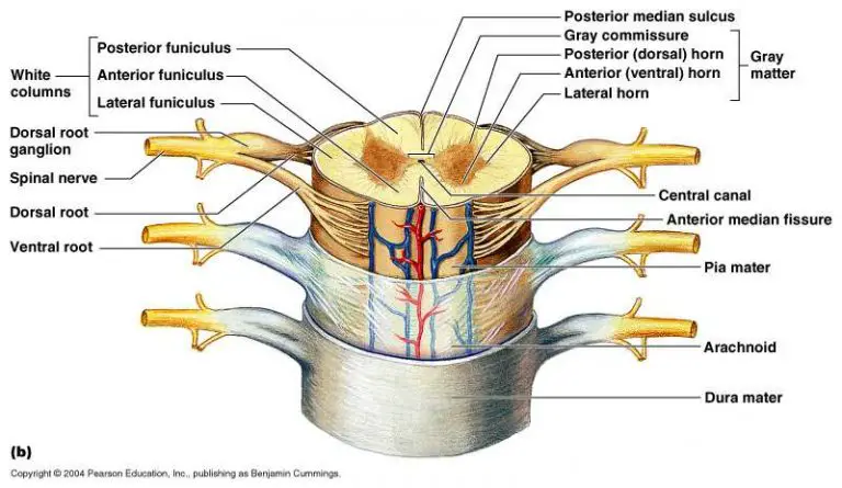 Spinal cord diagram