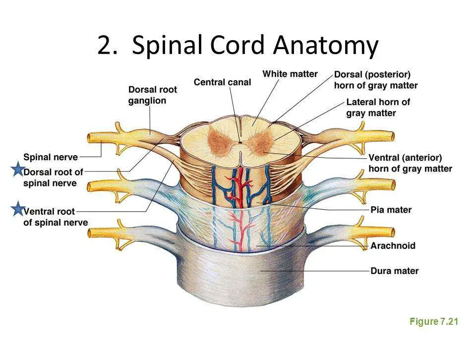 Spinal cord diagram