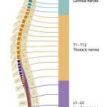 Spinal cord diagram