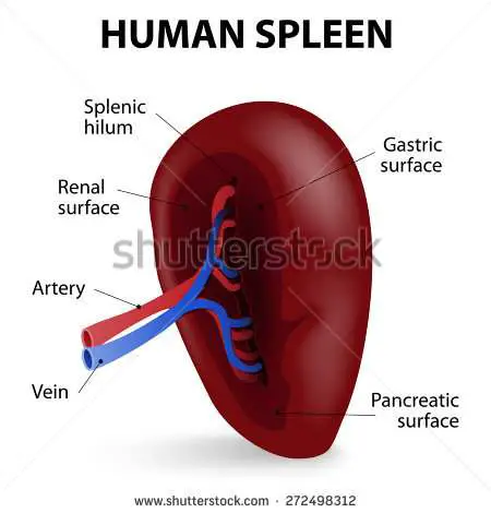 Spleen diagram