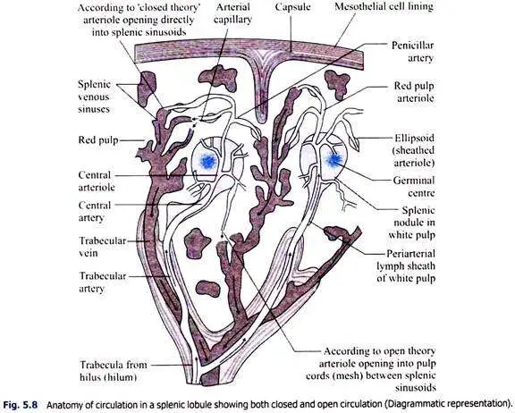 Spleen diagram