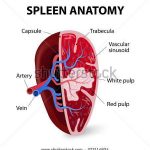 Spleen diagram