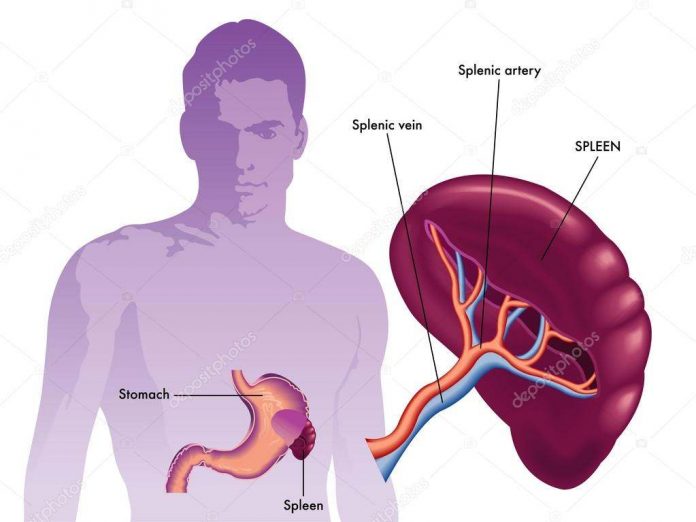 Spleen Diagram