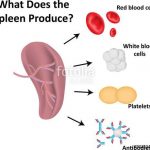 Spleen diagram