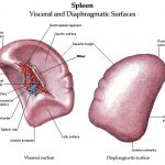 Spleen diagram