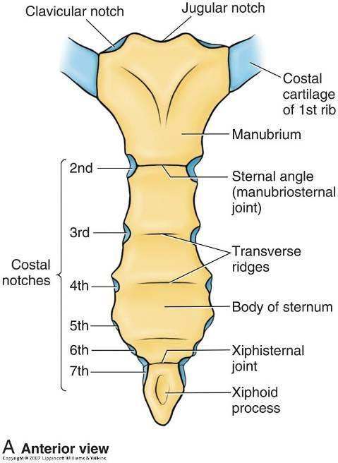 Sternum Anatomy Parts Pain And Diagram WBVGM Sternum Anatomy Parts Pain And Diagram WBVGM