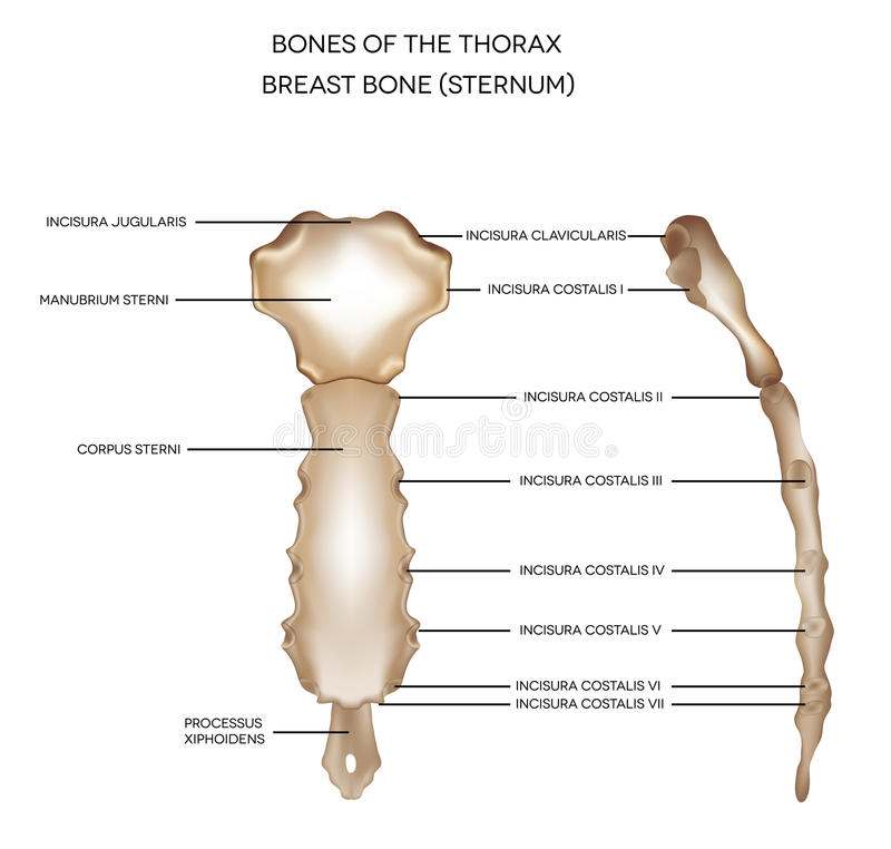 Sternum Diagram Sternum Diagram