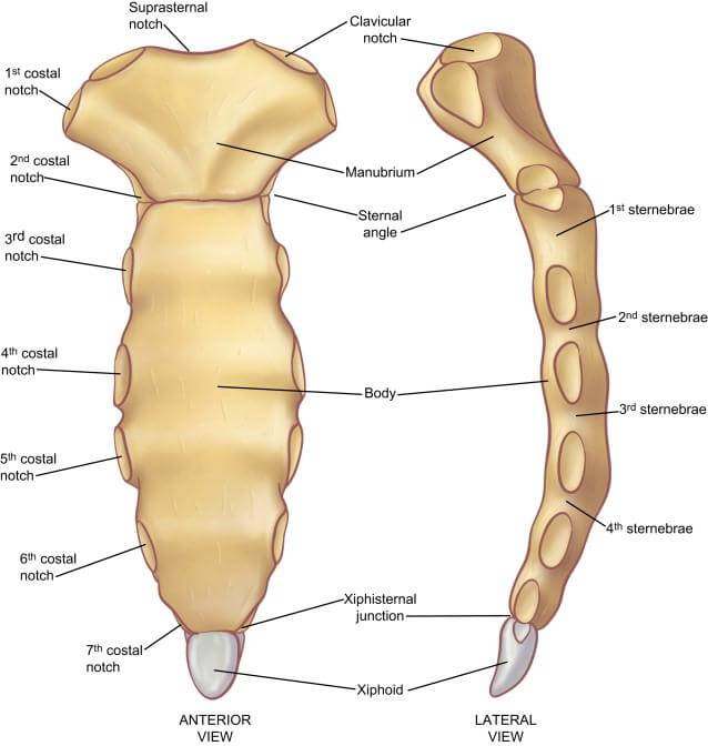 Sternum Diagram Healthiack Sternum Diagram Healthiack