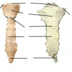 Sternum diagram