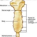 Sternum diagram